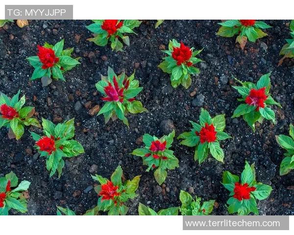 专访周敏：探寻网球界的成功秘诀与奋斗历程